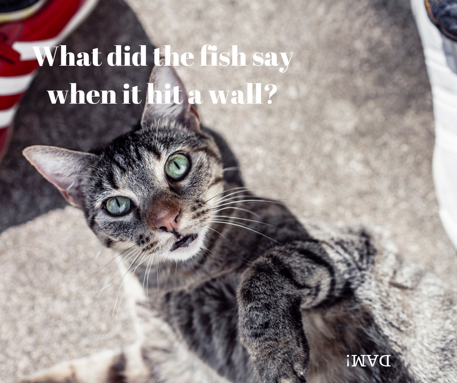 What did the fish say when it hit a wall-