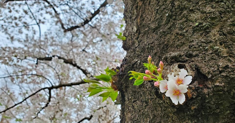 What IKIGAI means for the Japanese: a personal reflection